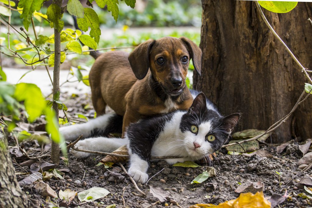 Trixie